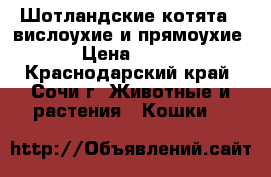 Шотландские котята ( вислоухие и прямоухие ) › Цена ­ 5 000 - Краснодарский край, Сочи г. Животные и растения » Кошки   